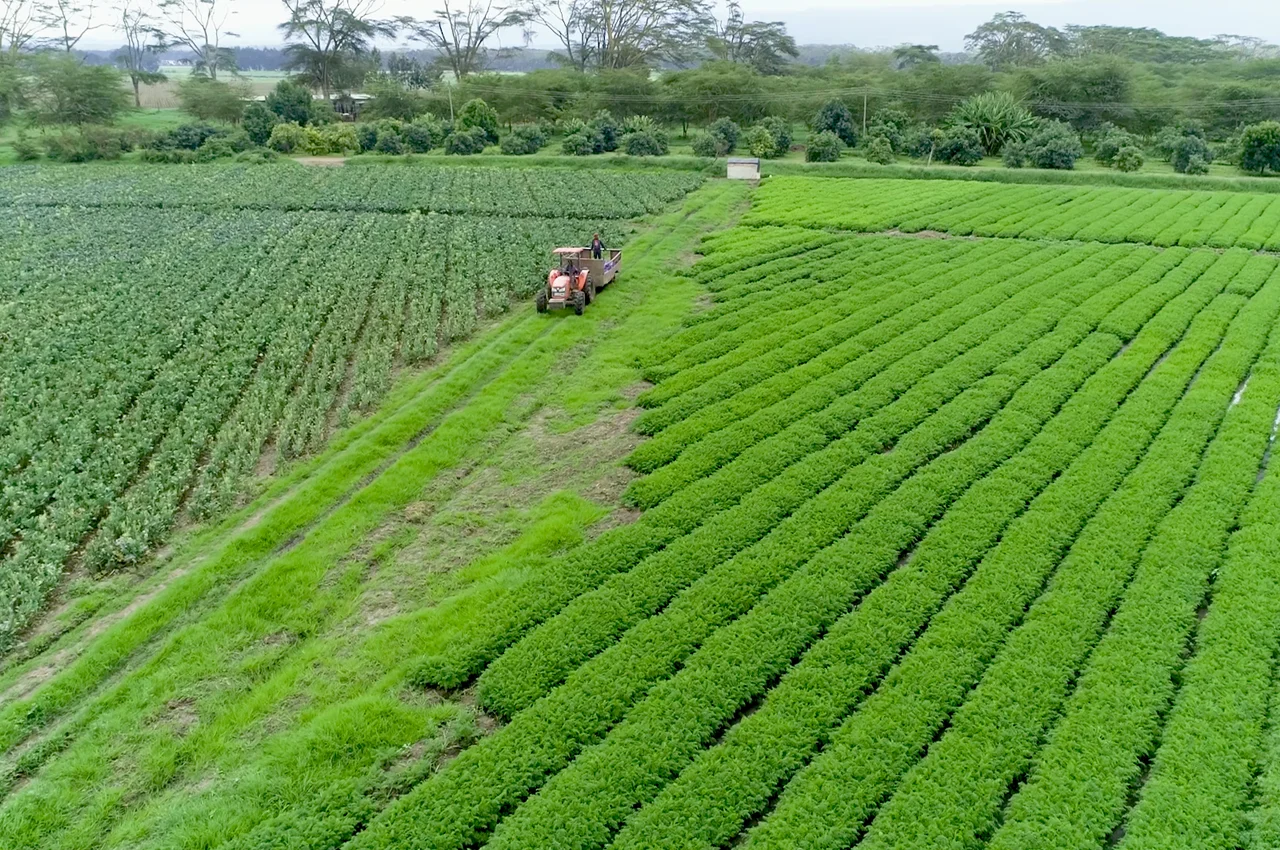 kenya-champs-visuel-1-naturafrost-signature-vegetale-chefs-surgele